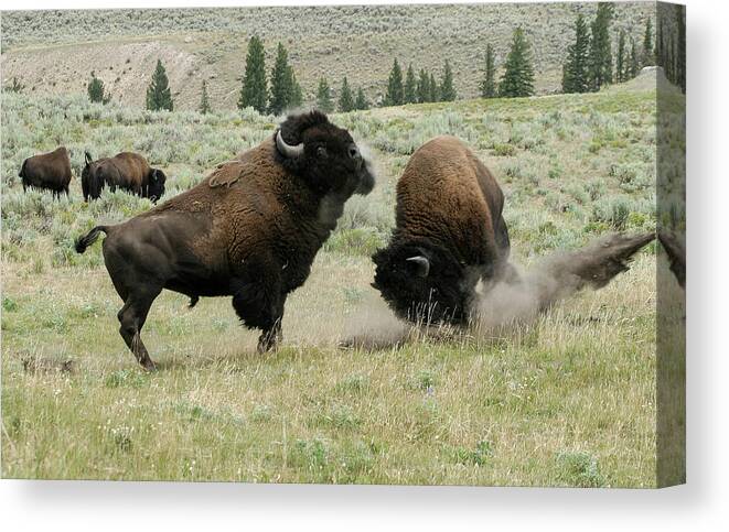 Bison Canvas Print featuring the photograph Preparing for Battle by Ronnie And Frances Howard