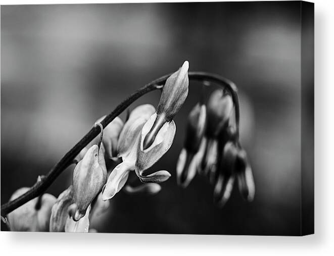 Flower Canvas Print featuring the photograph Pretty in Black and White by Marcus Karlsson Sall