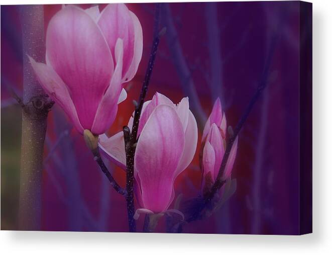 Flowers Canvas Print featuring the photograph Pretty In Pink by Athala Bruckner