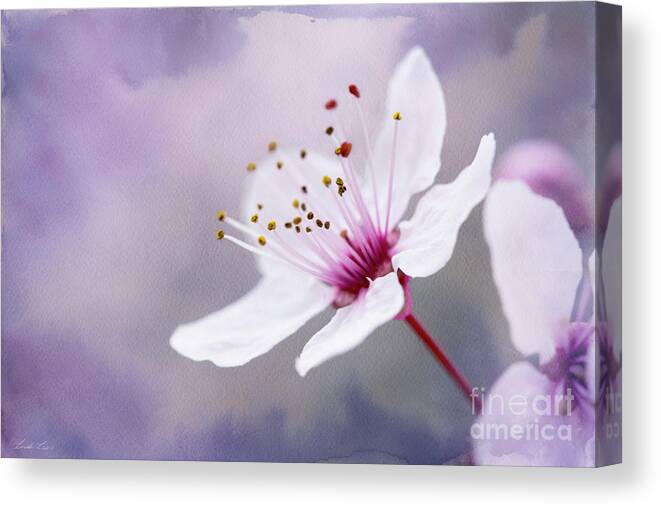 Flower Canvas Print featuring the photograph Pretty by Linda Lees