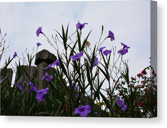 Flowers Buds Blooms Gardening Hobby Landscape Green Lavender Grey Fence White Sky Nature Flora Tall Petunia Decor Interiors Prints Canvas Print featuring the photograph Pretty Picture by Jan Gelders