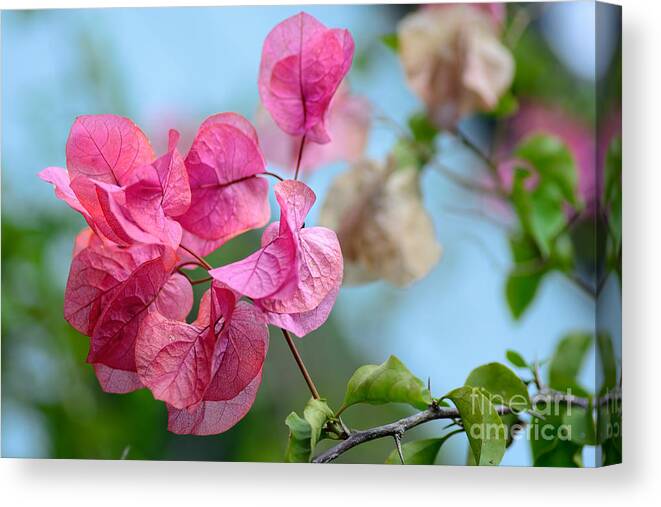 Photography Canvas Print featuring the photograph Pretty Pink Bougainvillea by Kaye Menner by Kaye Menner