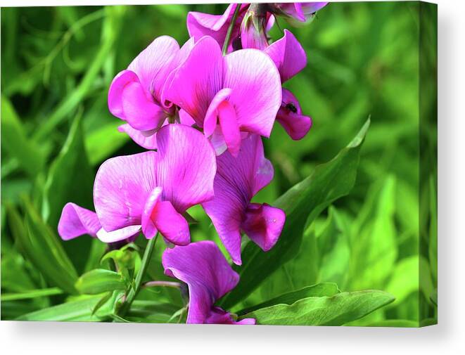 Nature Canvas Print featuring the photograph Pretty Pink Sweetpea by Lyle Crump