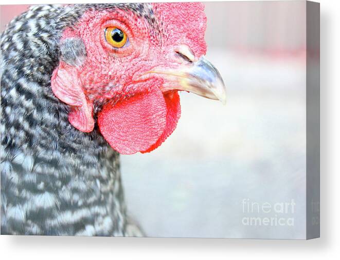 Chicken Canvas Print featuring the photograph Pretty Poultry by Becqi Sherman