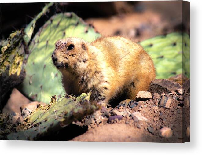 Prairie Dog Canvas Print featuring the photograph Prickly Lunch by Mike Stephens