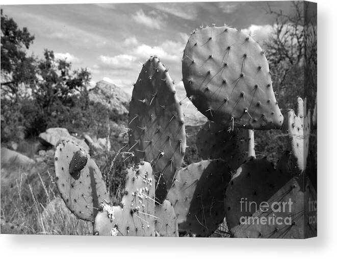 Enchanted Rock Is An Enormous Pink Granite Pluton Batholith Located In The Llano Uplift Approximately 17 Miles North Of Fredericksburg Canvas Print featuring the photograph Prickly Pear at Enchanted Rock by Greg Kopriva