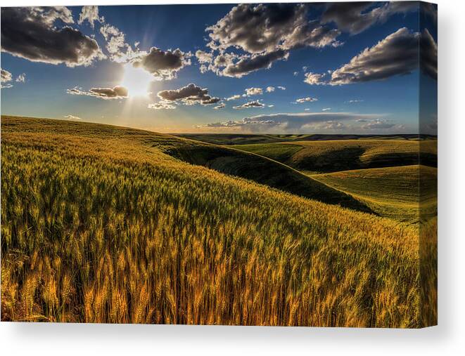 Palouse Canvas Print featuring the photograph Primed to Finish by Mark Kiver
