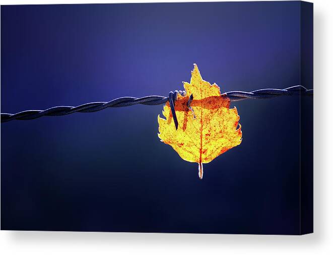 Leaf Canvas Print featuring the photograph Prisioner by Mikel Martinez de Osaba