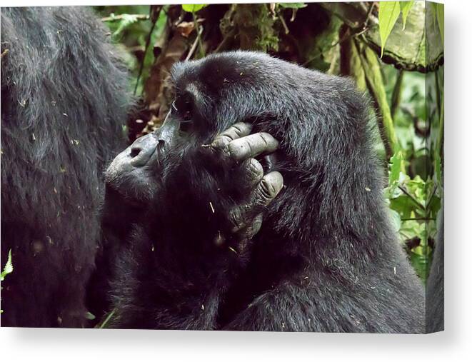 Africa Canvas Print featuring the photograph Profile of female mountain gorilla, Bwindi Impenetrable Forest N by Karen Foley