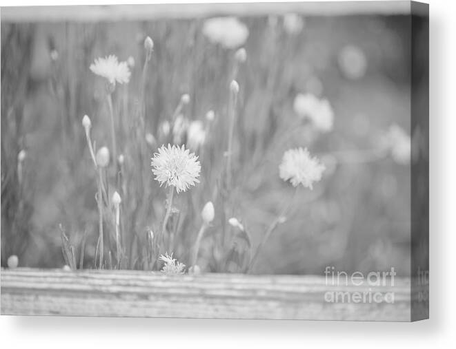 Flowers Canvas Print featuring the photograph Protected by Lara Morrison