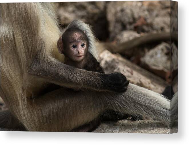 Parkswildlife Canvas Print featuring the photograph Protectiveness by Ramabhadran Thirupattur