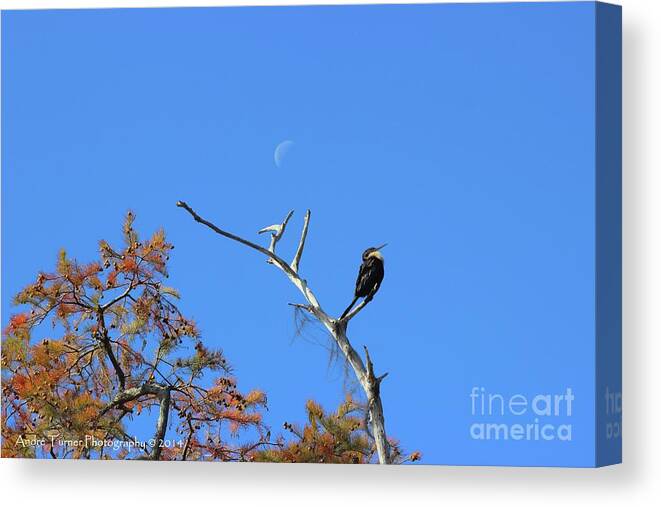 Swamp Canvas Print featuring the photograph Proud Anhinga by Andre Turner