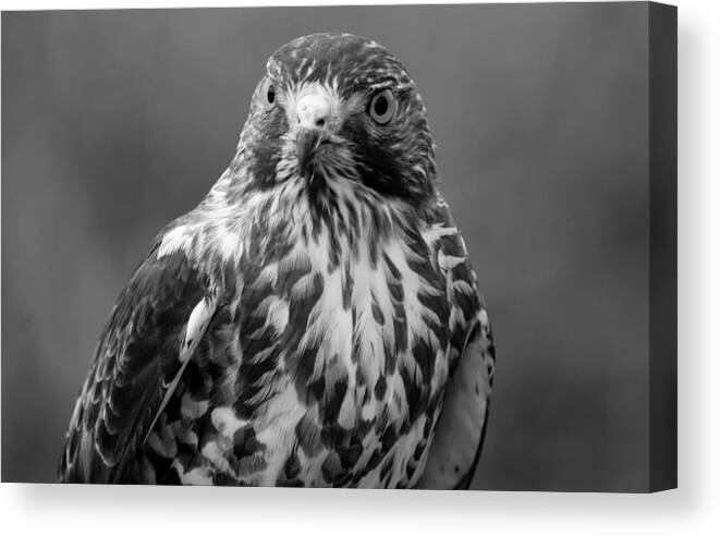 Hawk Canvas Print featuring the photograph Proud Hawk by Richard Bryce and Family