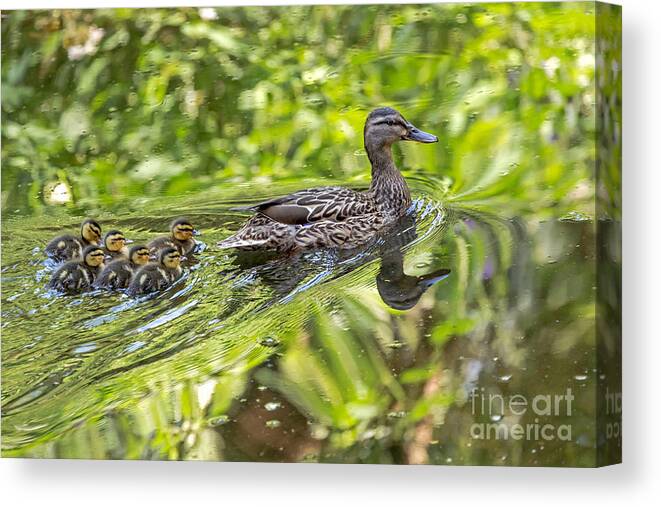 Birds Canvas Print featuring the photograph Proud Mama by Kate Brown