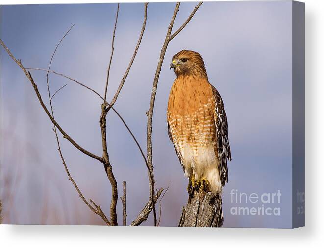 Wildlife Canvas Print featuring the photograph Proud Profile by Charles Hite