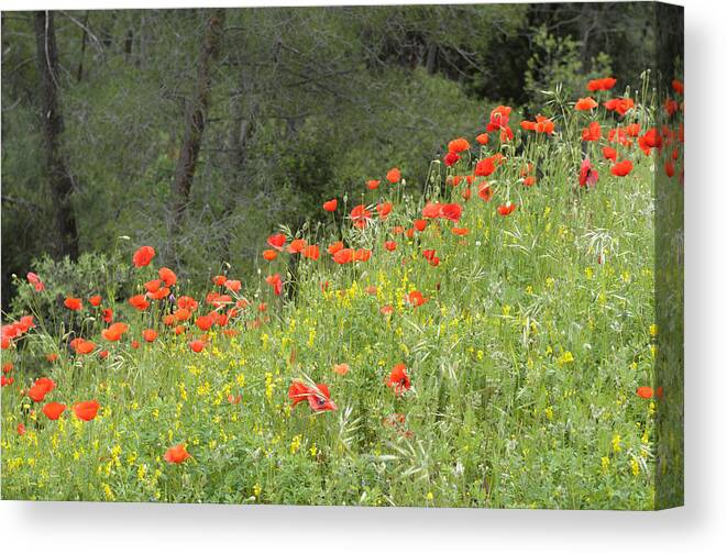 France Canvas Print featuring the photograph Provence Poppies by Kevin Oke