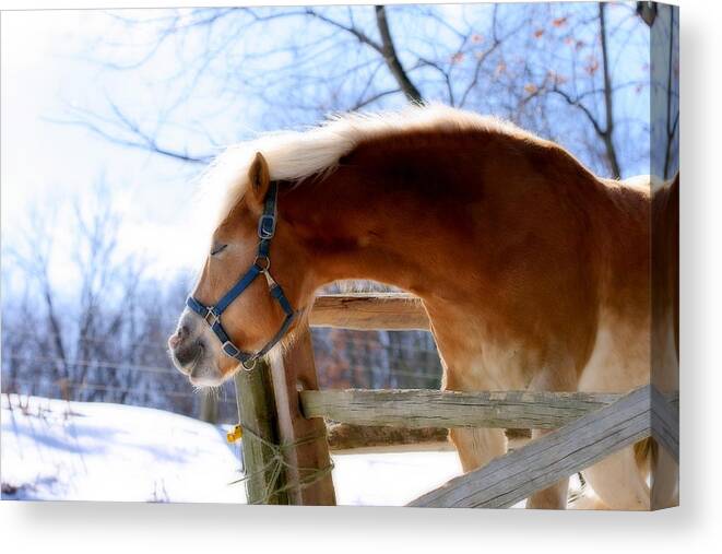 Horse Canvas Print featuring the photograph Pssssssh.....It's Not Cold by Angela Rath