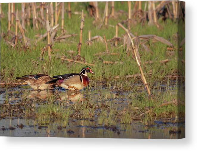 Wood Duck Canvas Print featuring the photograph Puddle Jumping by Susan Rissi Tregoning