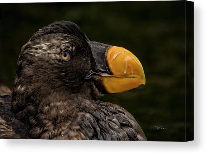 Puffin Canvas Print featuring the photograph Puffin Headshot by Bill Posner