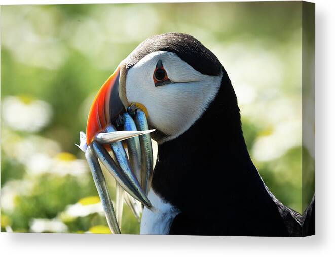 Skomer Island Canvas Print featuring the photograph Puffin Portrait by Framing Places