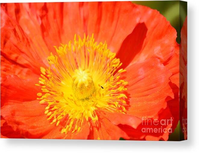 Pure Poppy Sunshine Canvas Print featuring the photograph Pure Poppy Sunshine by Maria Urso