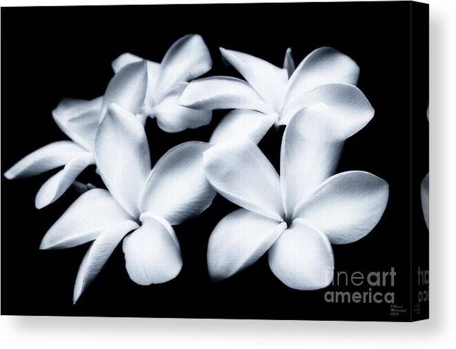 Plumeria Canvas Print featuring the photograph Pure White Large Canvas Art, Canvas Print, Large Art, Large Wall Decor, Home Decor, Photography by David Millenheft
