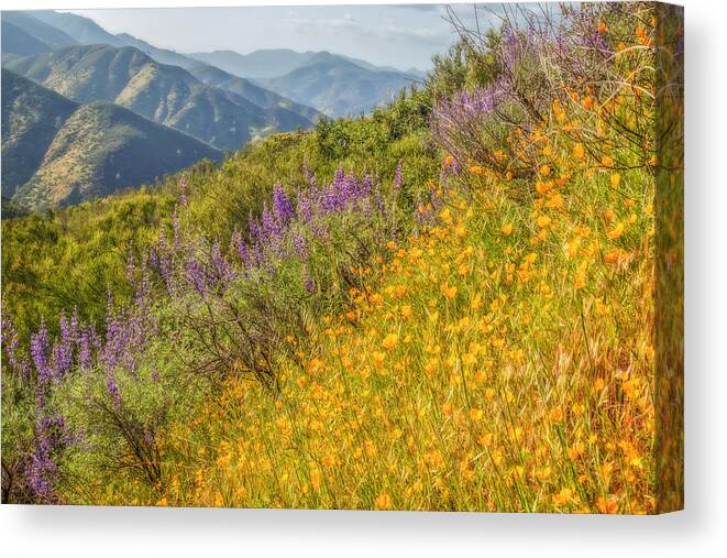 California Canvas Print featuring the photograph Purple and Gold by Marc Crumpler