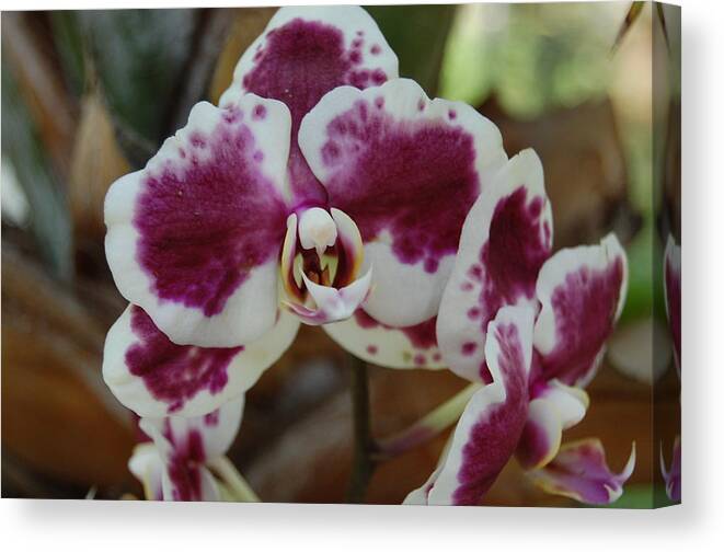 Orchid Canvas Print featuring the photograph Purple and White Orchid by Linda Benoit