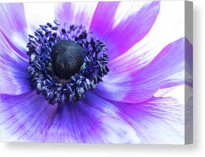 Anemone Canvas Print featuring the photograph Purple Anemone by Kristen Wilkinson