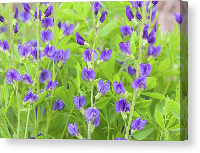 Dunbar Cave State Park Canvas Print featuring the photograph Purple Beauties by John Benedict