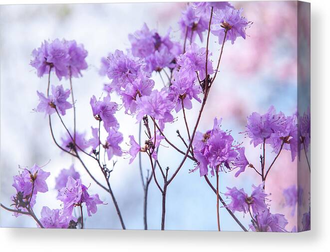 Jenny Rainbow Fine Art Photography Canvas Print featuring the photograph Purple Blue Romance by Jenny Rainbow