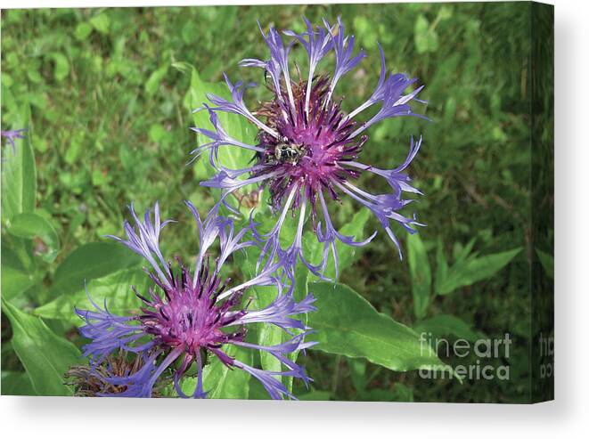 Photography Canvas Print featuring the photograph Purple by Nature 2 by Art MacKay