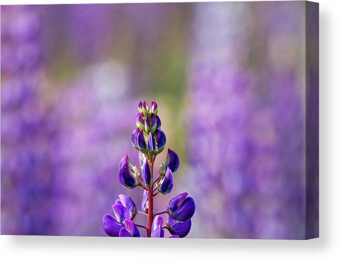 Flowers Canvas Print featuring the photograph Purple by Darryl Hendricks