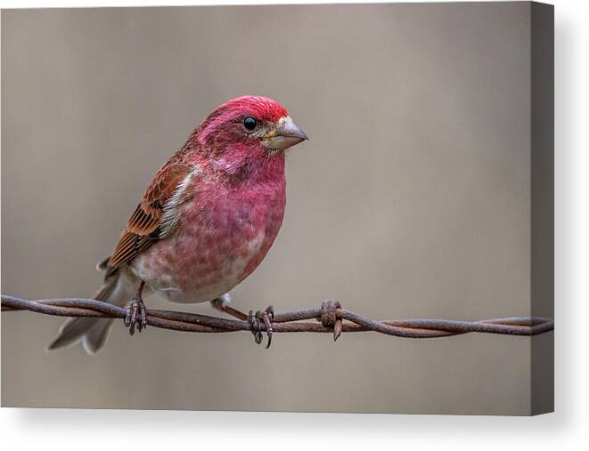 Purple Canvas Print featuring the photograph Purple Finch on Barbwire by Paul Freidlund