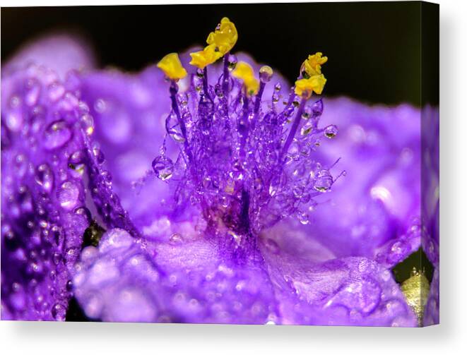 Water Drops Canvas Print featuring the photograph Purple Flower After The Rain by Wolfgang Stocker