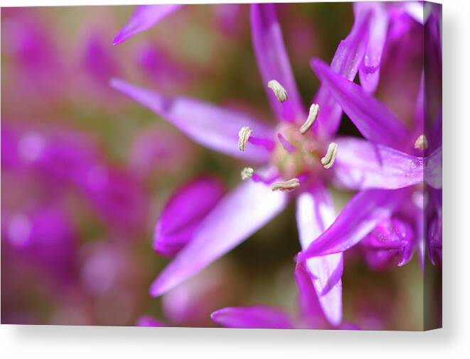 Flowers Canvas Print featuring the photograph Purple Fragrance by Brady Lane