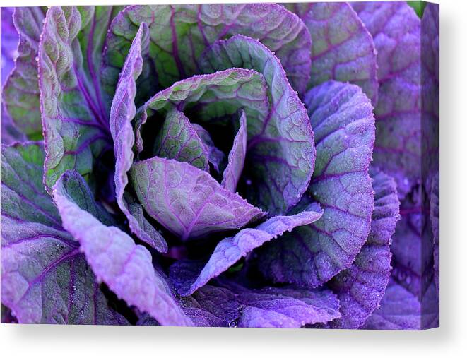 Frost Canvas Print featuring the photograph Purple Frost by Elizabeth Anne