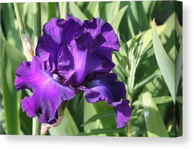 Purple Canvas Print featuring the photograph Purple Iris by Mary Gaines