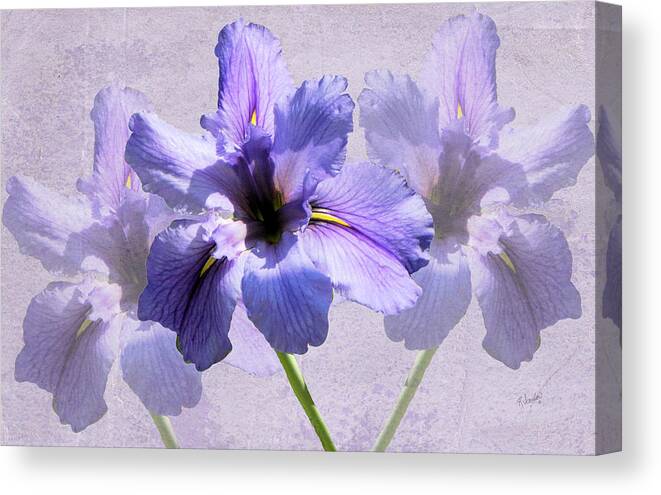 Iris Canvas Print featuring the photograph Purple Irises by Rosalie Scanlon