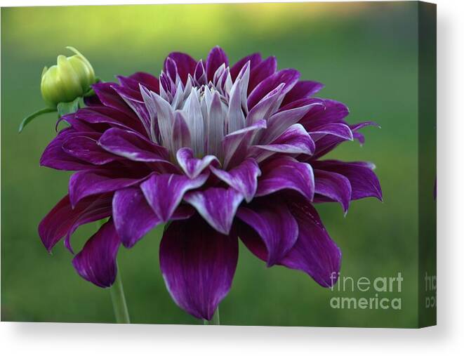 Dahlia Canvas Print featuring the photograph Purple Lady by Patricia Strand