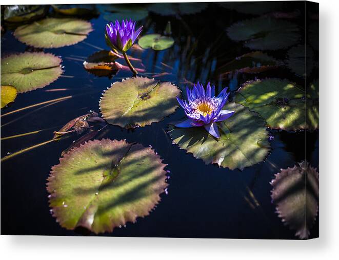Flowers Canvas Print featuring the photograph Purple Lily by Jason Roberts