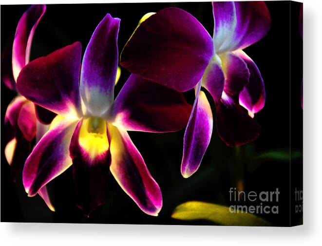 Purple Canvas Print featuring the photograph Purple Orchids 2 backlit by David Frederick