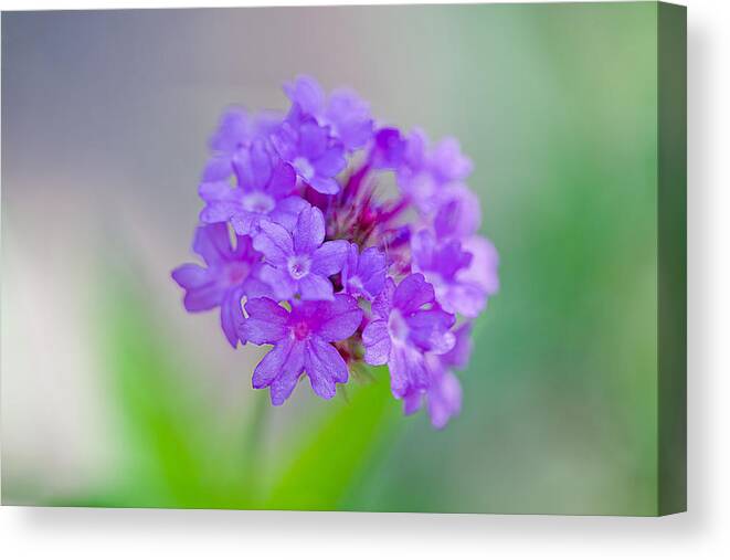 Nature Canvas Print featuring the photograph Purple Spring Flowers by Az Jackson