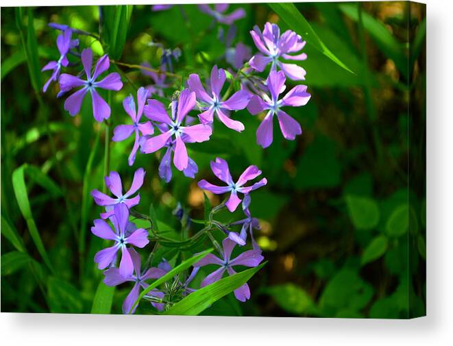 Phlox Canvas Print featuring the photograph Purple Phlox in the Woods by Stacie Siemsen