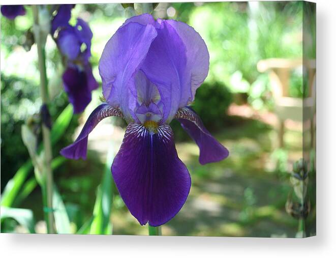Photography Canvas Print featuring the digital art Purple Pleaser by Barbara S Nickerson