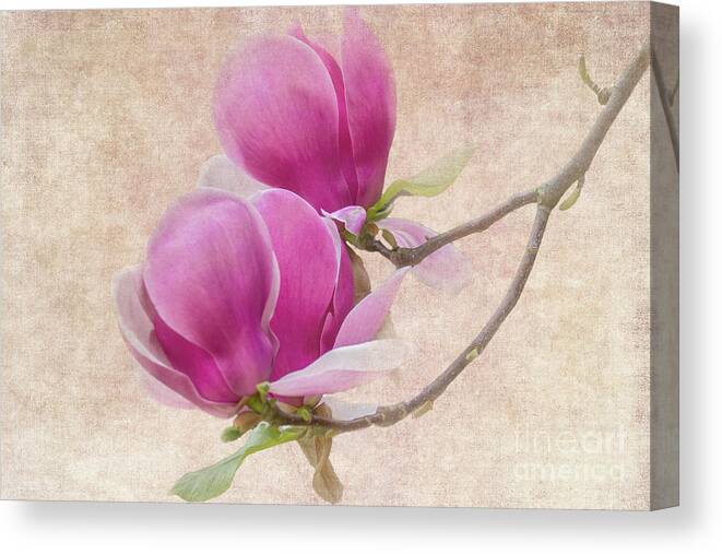 Magnolia Canvas Print featuring the photograph Purple Tulip Magnolia by Heiko Koehrer-Wagner