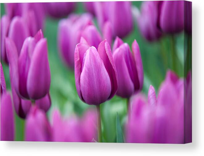 Jenny Rainbow Fine Art Photography Canvas Print featuring the photograph Purple Tulips of Keukenhof by Jenny Rainbow