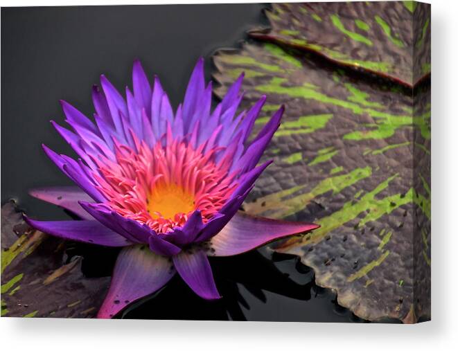 Purple Canvas Print featuring the photograph Purple Water Lily Longwood by Mark Holden