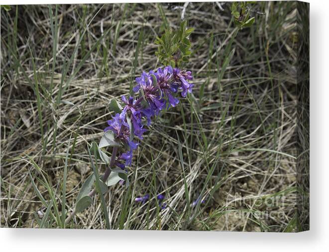 Panorama Hills Bluffs Canvas Print featuring the photograph Purple Wildflower by Donna L Munro