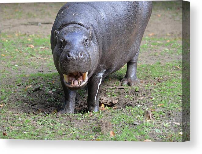 Pygmy-hippo Canvas Print featuring the photograph Pygmy Hippo Ready for the Dental Exam by DejaVu Designs